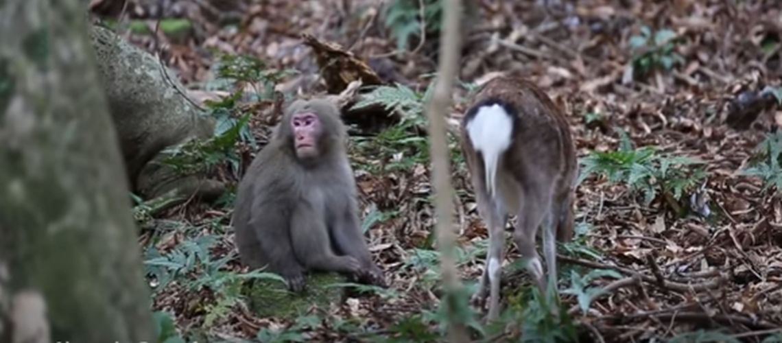 Τα περίεργα της φύσης: Οι τρυφερές στιγμές ανάμεσα σε μαϊμού και ελάφι (βίντεο)